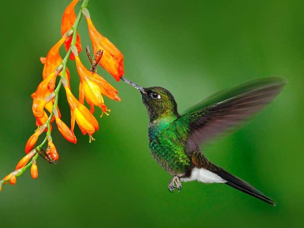 Nine Critically Endangered Hummingbirds