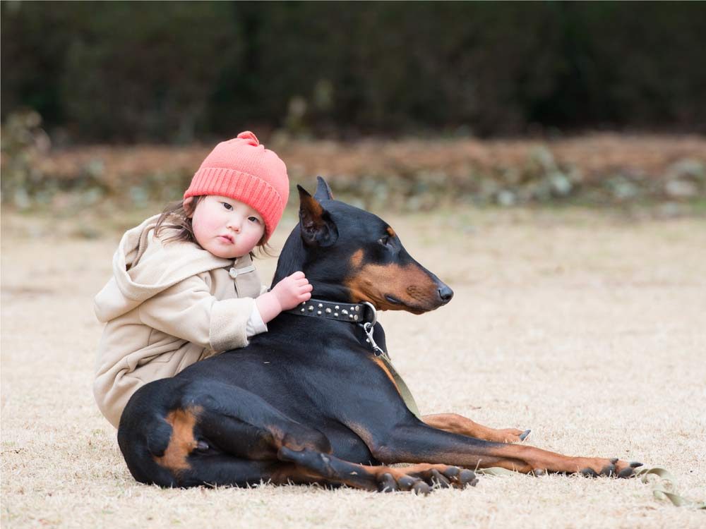 Most large-breed dogs don't need as much exercise as you think