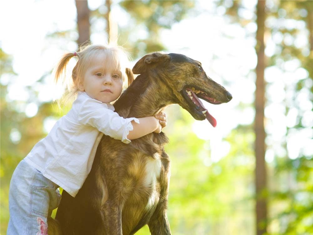 Large dogs are loving and loyal