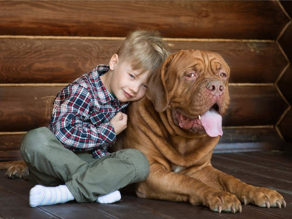 Little boy with giant dog