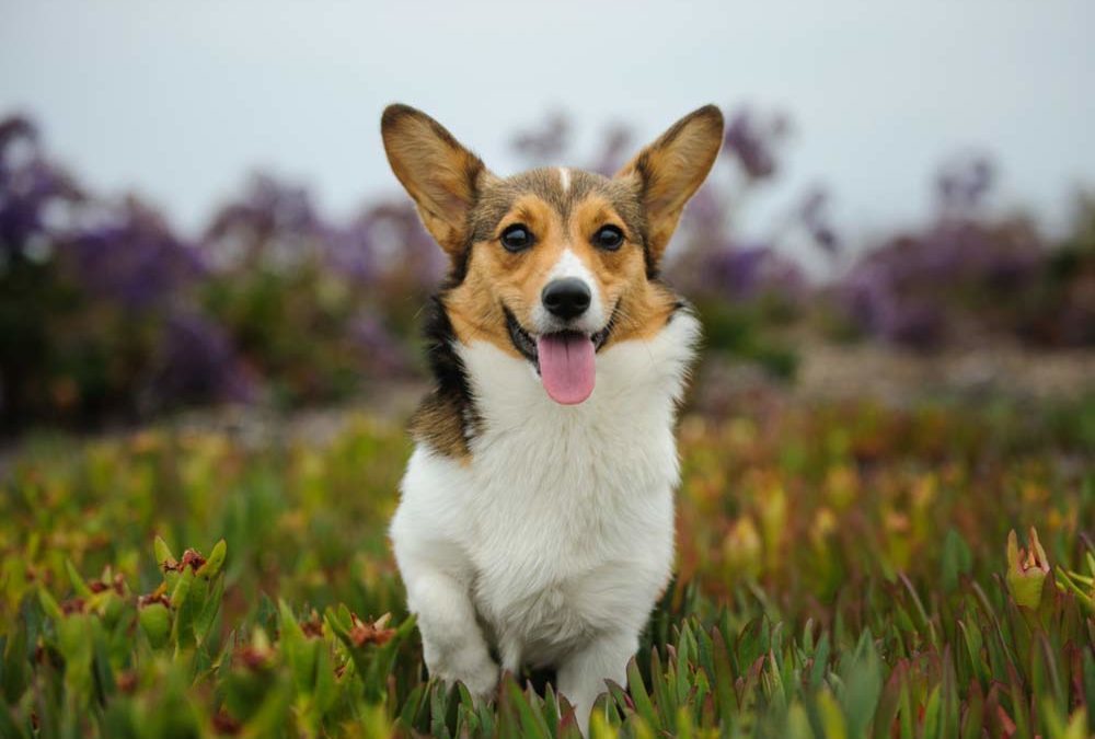 Corgi Dogs Queen Elizabeth - Dogs Of Days Summer