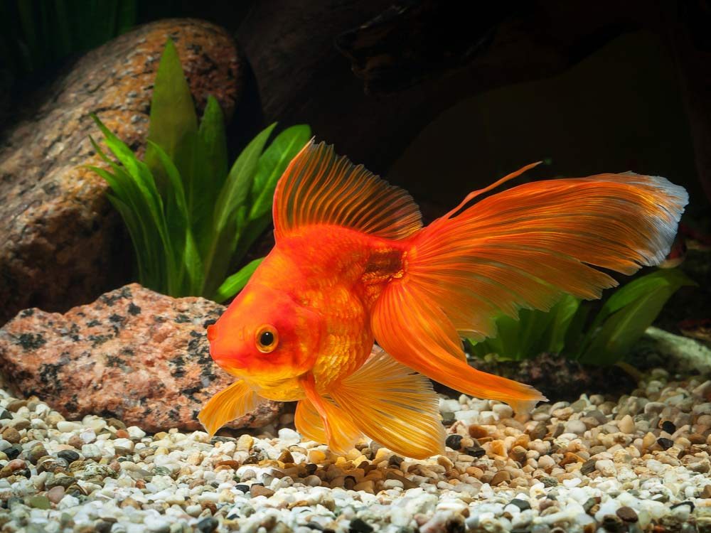 Plants Live Goldfish For Ralf Diederich