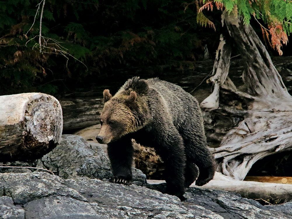 Great Bear Rainforest What to Do and Where to Stay