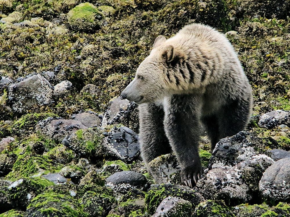 Great Bear Rainforest What to Do and Where to Stay