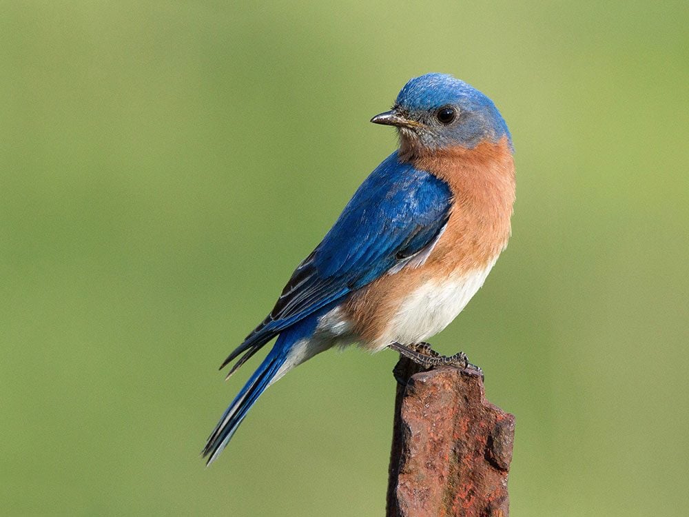 Flights of Fancy: 15 Types of Birds in Canada, Captured on ...