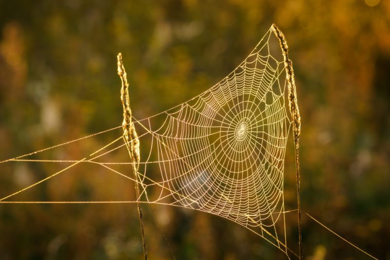 14 Of The Most Elaborate Spider Webs Ever Found In Nature