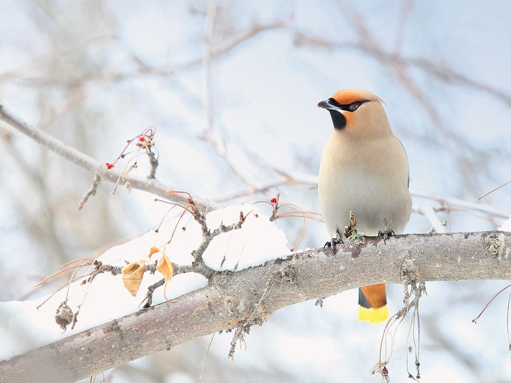 Flights of Fancy: 15 Types of Birds in Canada, Captured on Camera