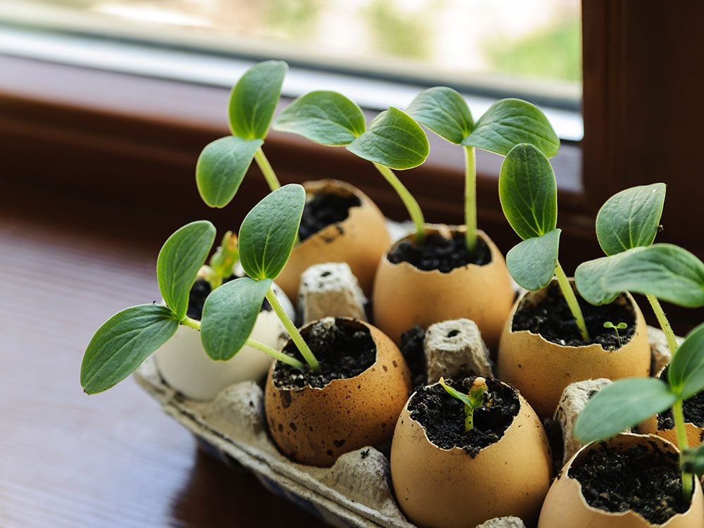 Got A Black Thumb Try These 10 Tips For Growing A Vegetable Garden