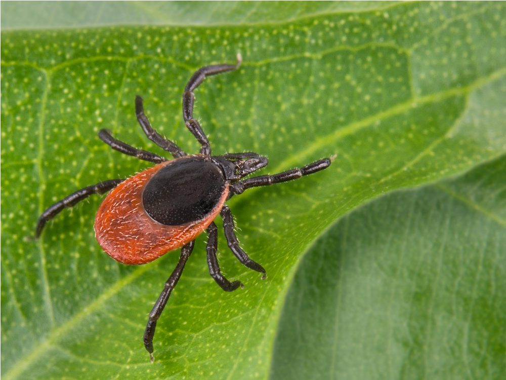 5 Tick-Borne Diseases You Can Get Right Here In Canada