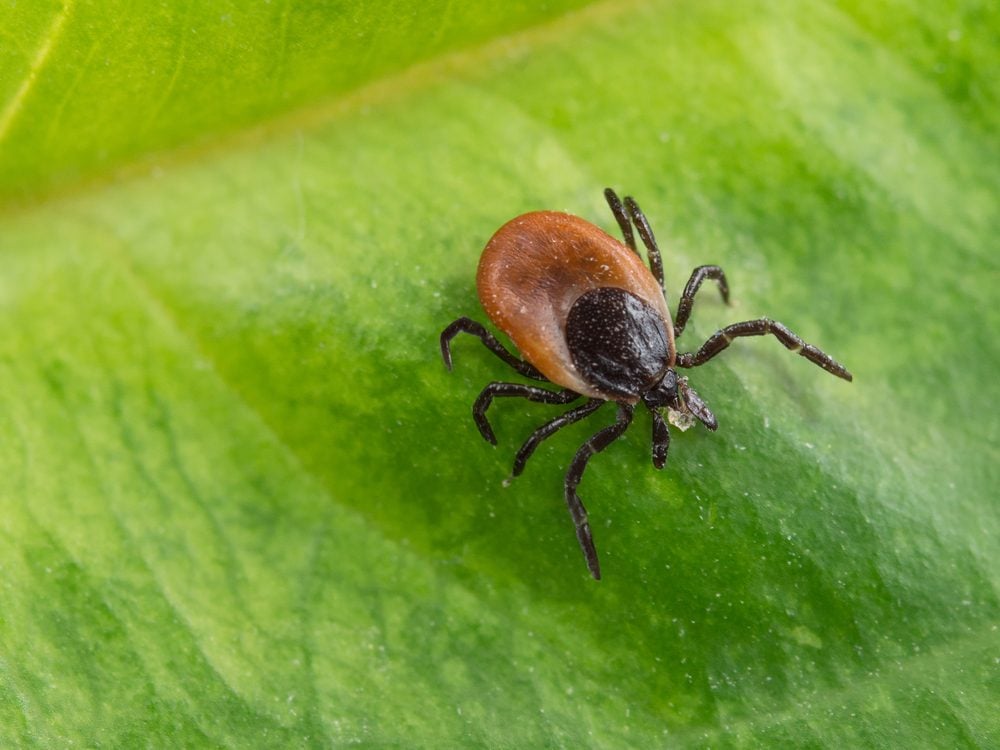 5 Tick-borne Diseases You Can Get Right Here In Canada