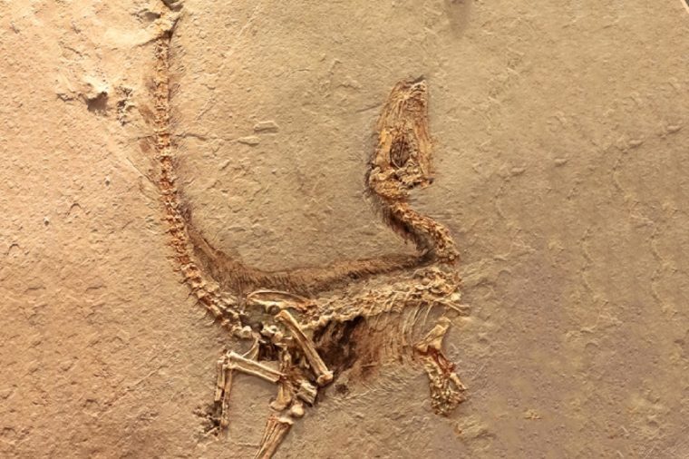 when was the first dinosaur bones discovered