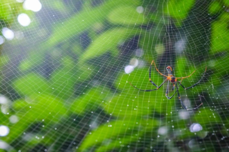 14 Of The Most Elaborate Spider Webs Ever Found In Nature