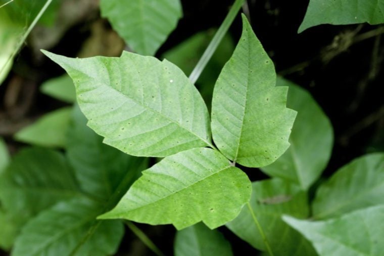 What Does Poison Ivy Look Like Heres How To Identify It 6991