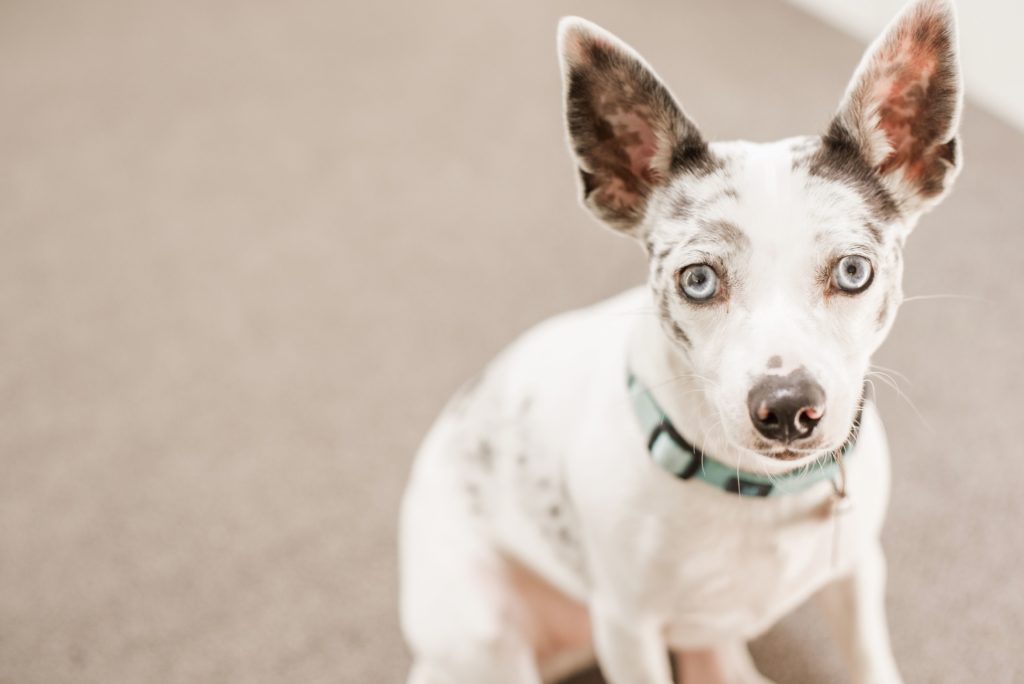 What These Dog Facial Expressions Really Mean | Reader's Digest