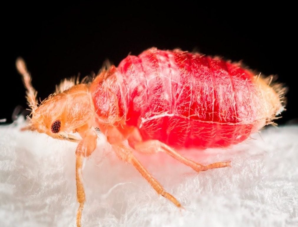 what do bed bugs look like