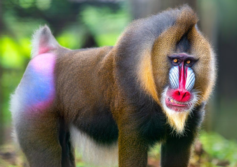 The Most Colourful Animals In The World | Reader's Digest