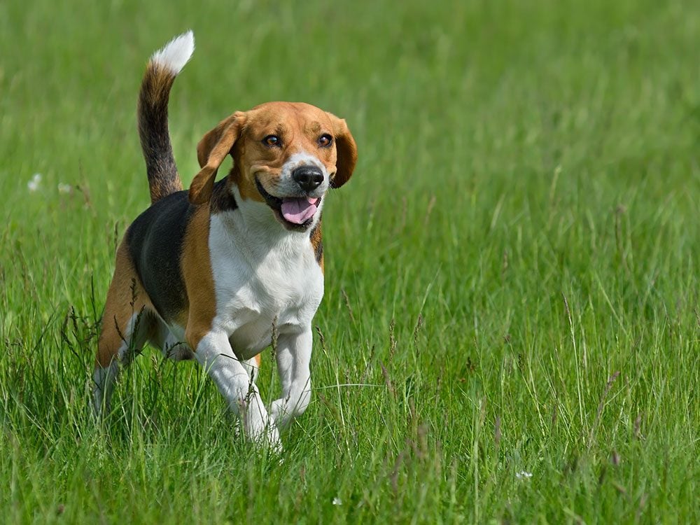 Meet the British Royal Family's Pets | Reader's Digest Canada