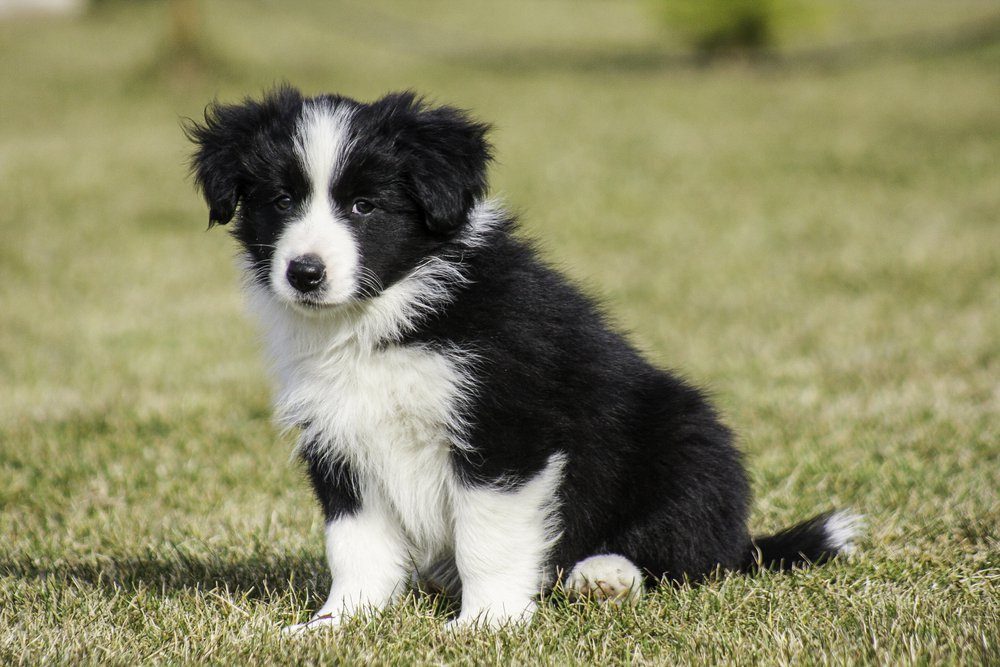 Can You Guess The Dog Breed Based On Its Puppy Picture