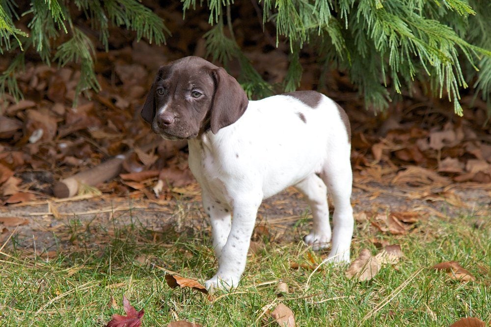 Can You Guess The Dog Breed Based On Its Puppy Picture