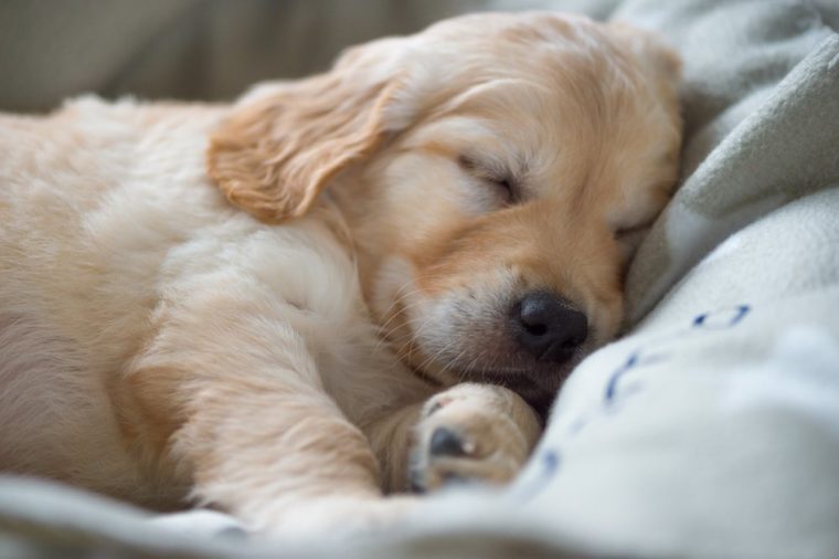 The 100 Most Popular Puppy Names Reader S Digest