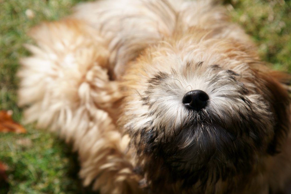 Can You Guess The Dog Breed Based On Its Puppy Picture