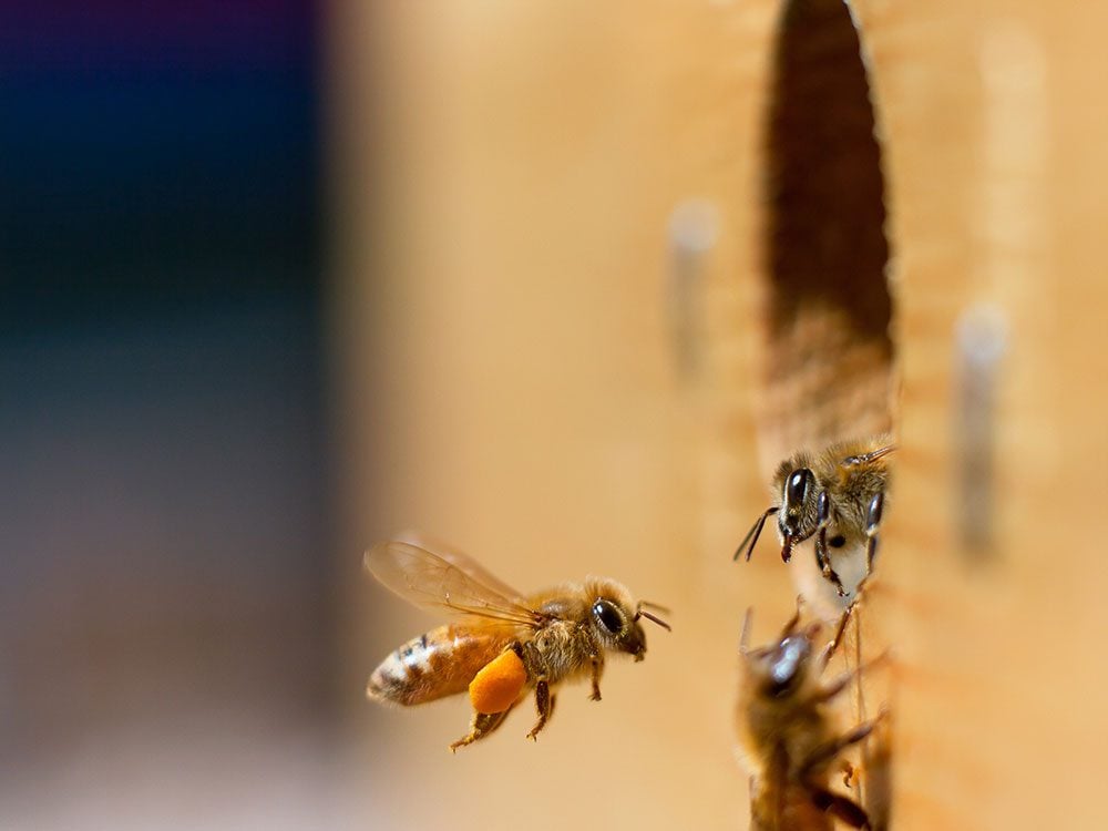 How to Save the Bees: 6 Things You Can Do Right Now ...