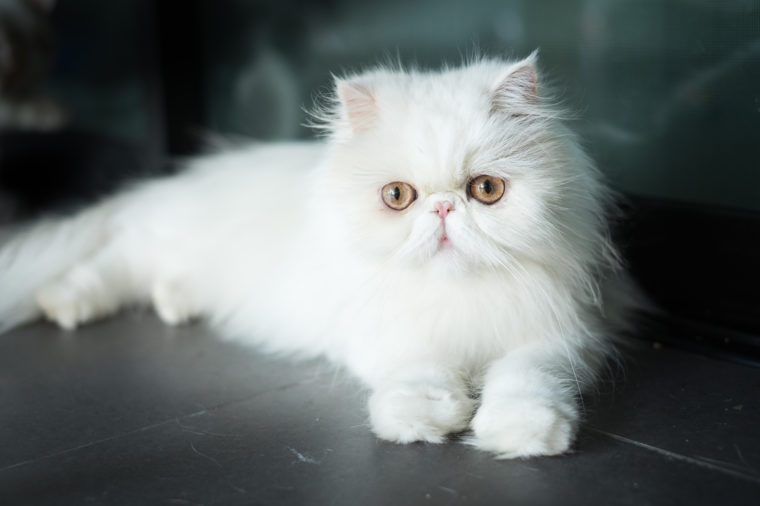 See The Cutest Cat Breeds As Kittens Reader S Digest