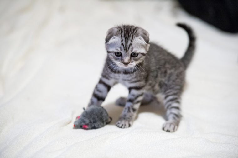 See The Cutest Cat Breeds As Kittens Reader S Digest