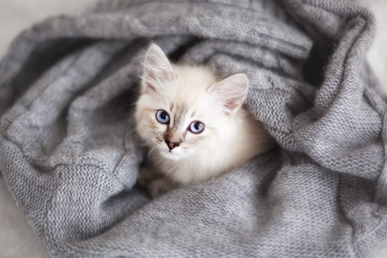 See The Cutest Cat Breeds As Kittens Reader S Digest