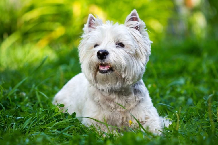 five hypoallergenic dog breeds great with kids pethelpful