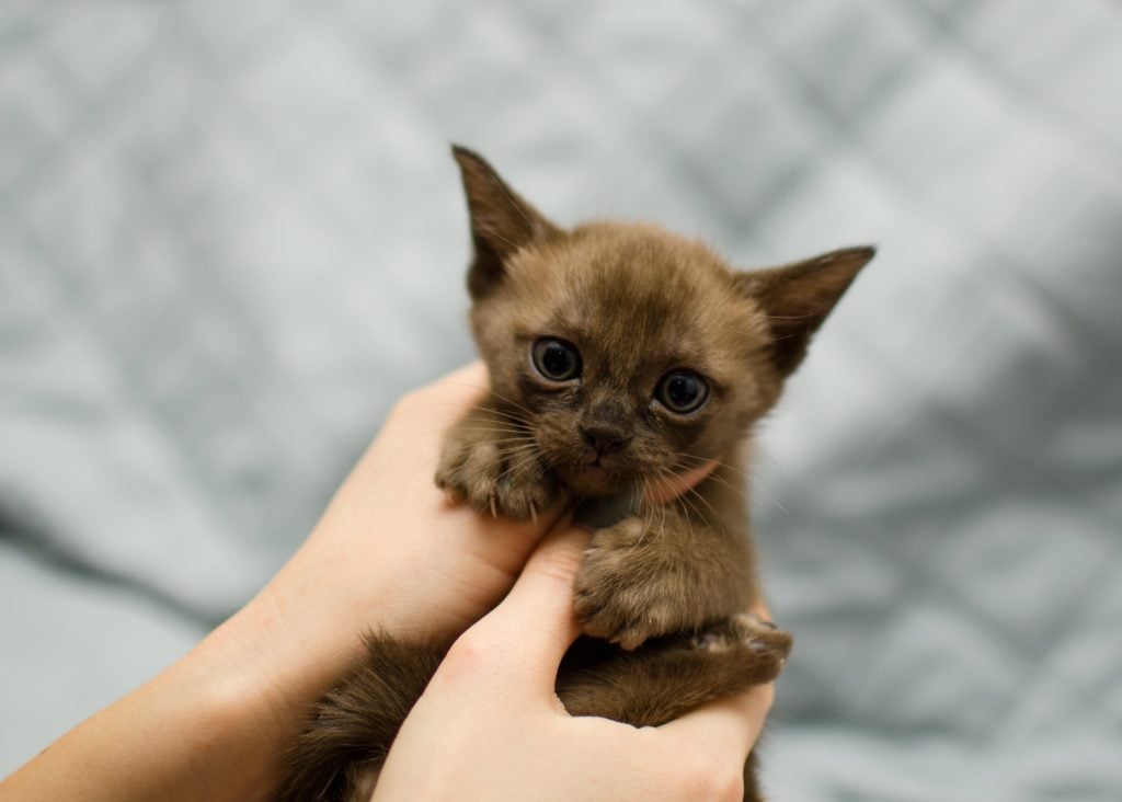 See the Cutest Cat Breeds as Kittens | Reader's Digest