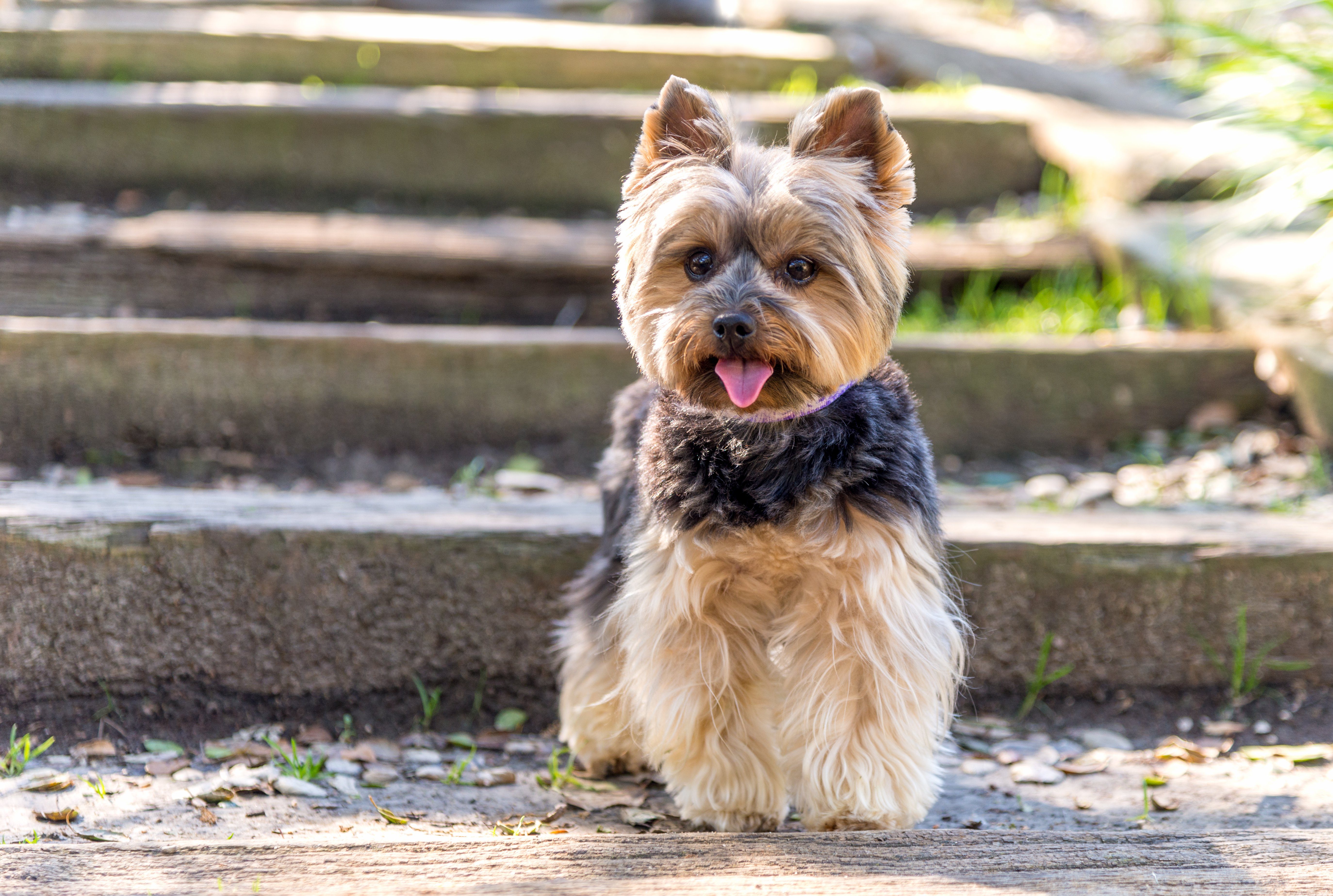 Dog Breeds That Don't Shed (That Much) Reader's Digest