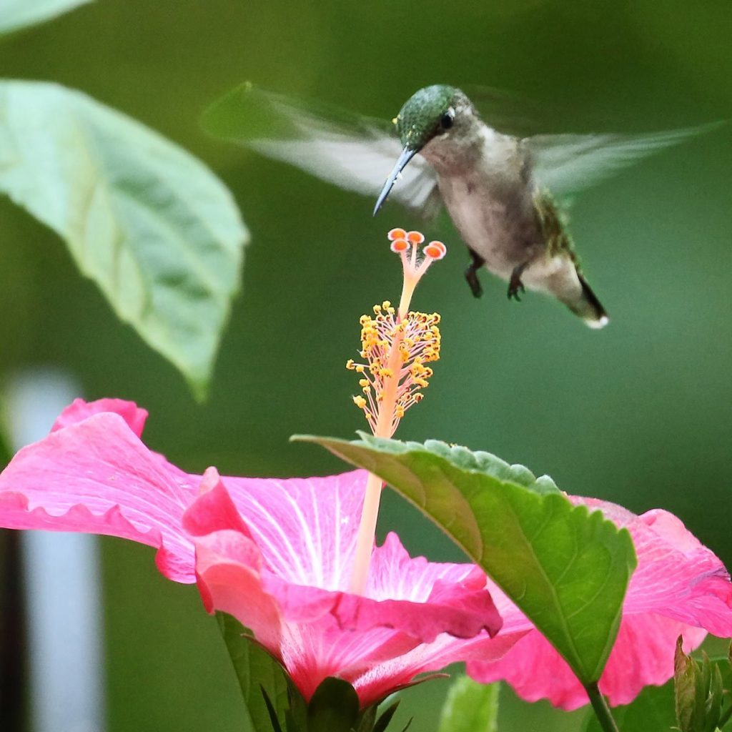 8 Flowers That Attract Hummingbirds | Reader's Digest Canada