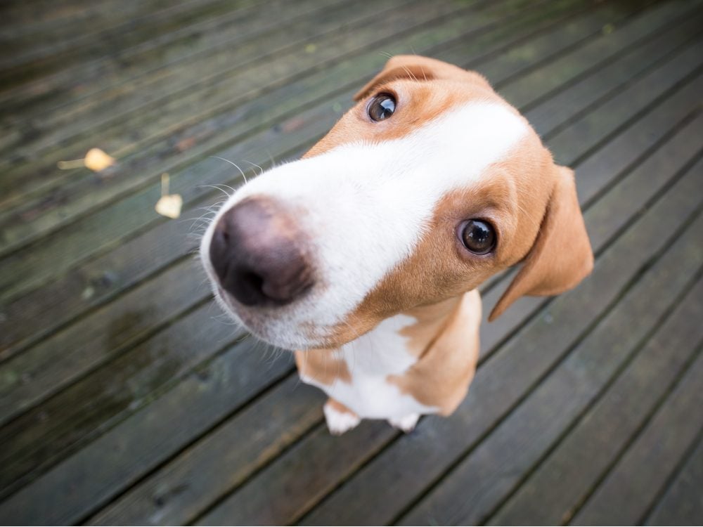 Why Do Dogs Tilt Their Heads? Reader's Digest Canada