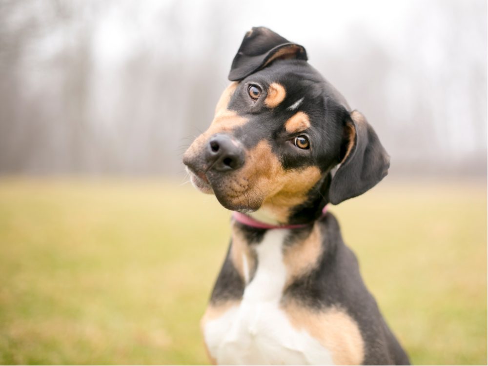 why-do-dogs-tilt-their-heads-reader-s-digest-canada