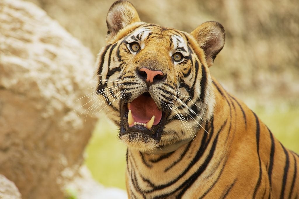 How Many Tigers Are Left in the World? Reader's Digest Canada