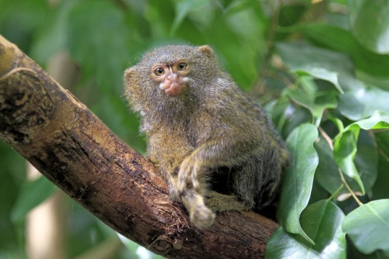 17 Animals That Live Only in the Amazon Rainforest | Reader's Digest