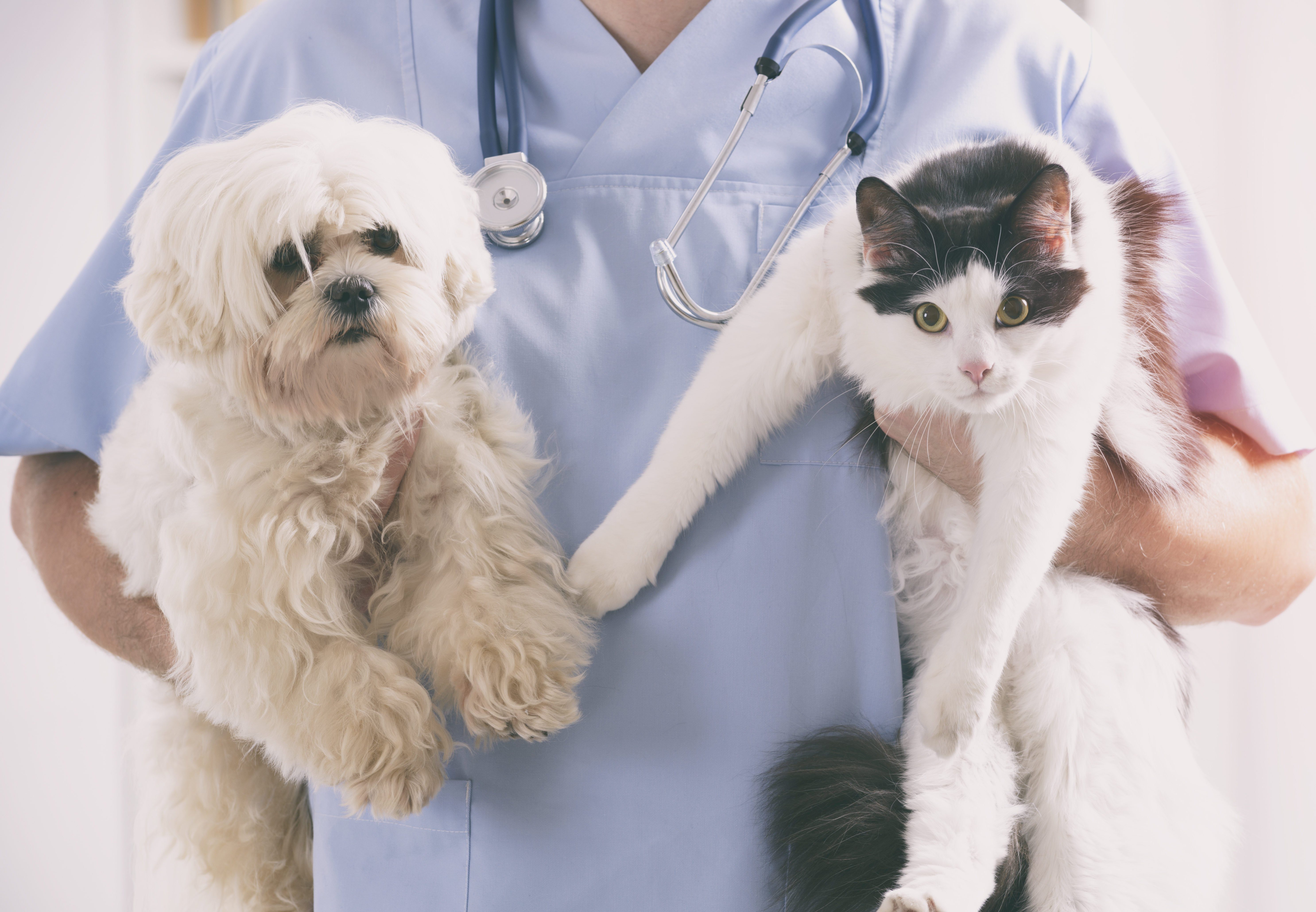 13 Signs You Need to Switch Veterinarians | Reader's Digest Canada