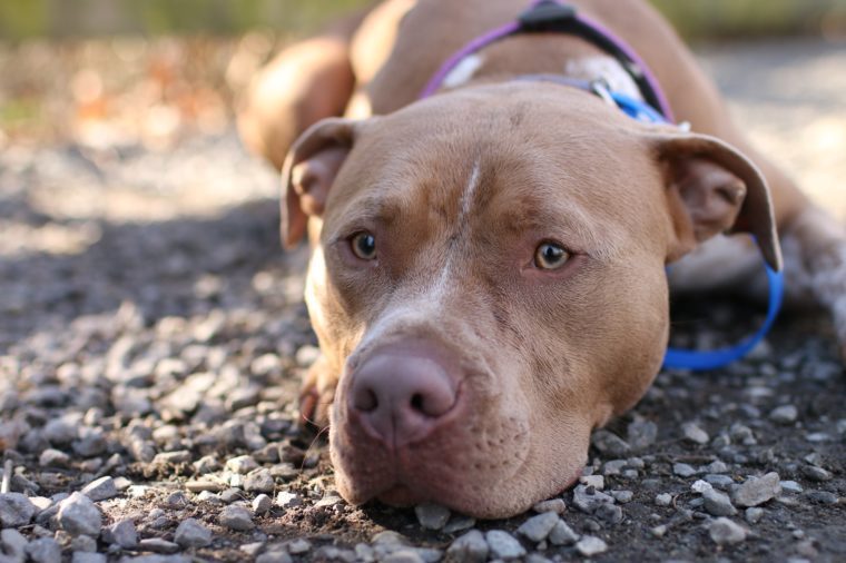 10 Shelter Dogs Who Saved Their Owners’ Lives | Reader's Digest