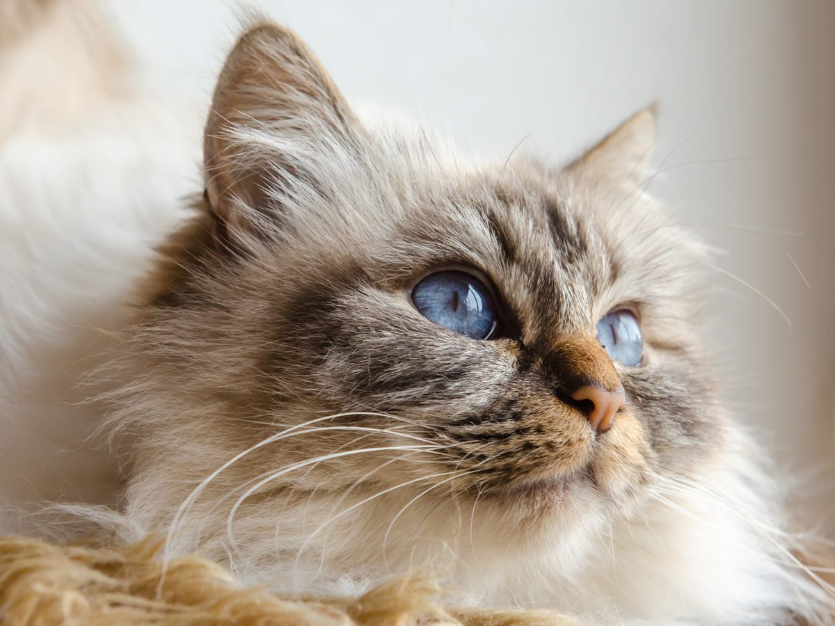 Most Affectionate Cat Breeds | Reader's Digest Canada