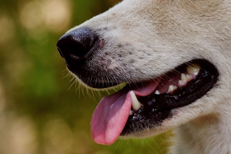 Can You Pass This Dog Trivia Quiz? | Reader's Digest Canada