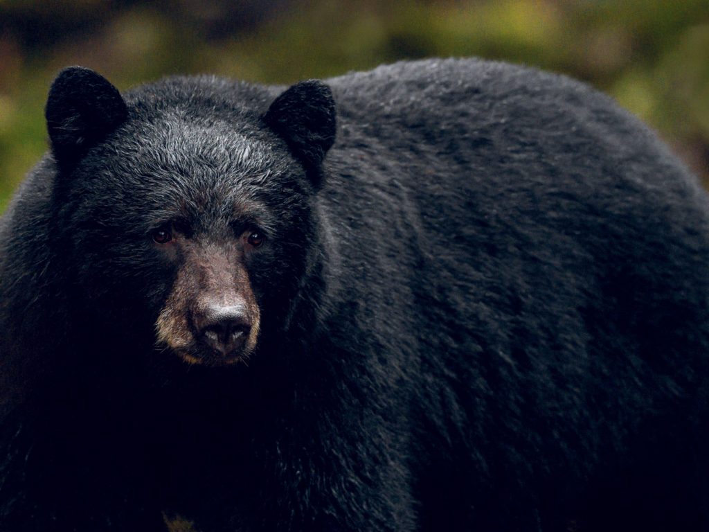 This Is How I Became Best Friends With a Wild Black Bear