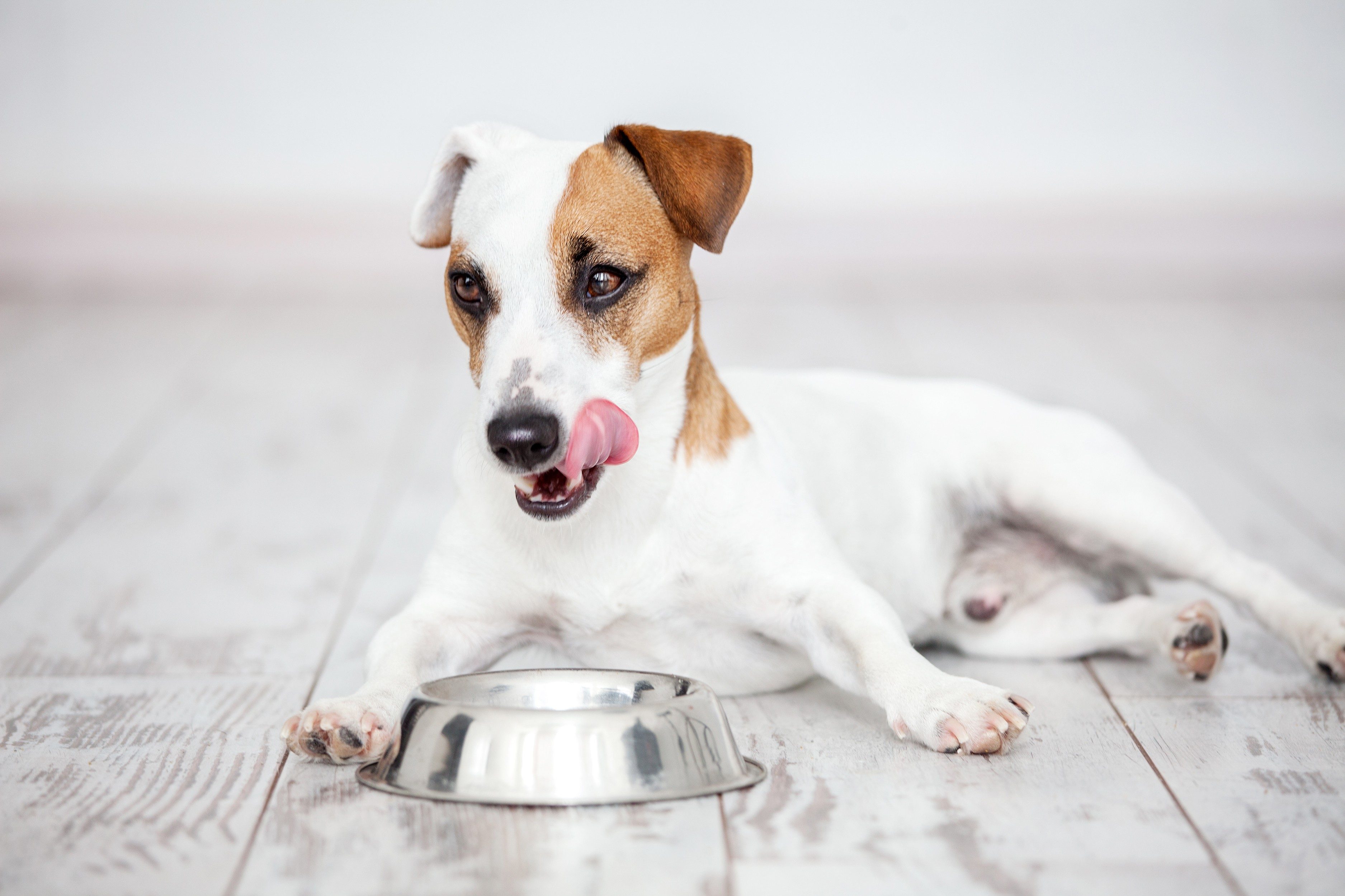 stuffed animals eating dog food